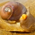 退潮后的金沙滩，大齐发现好漂亮的猫眼螺，捏它是必须的