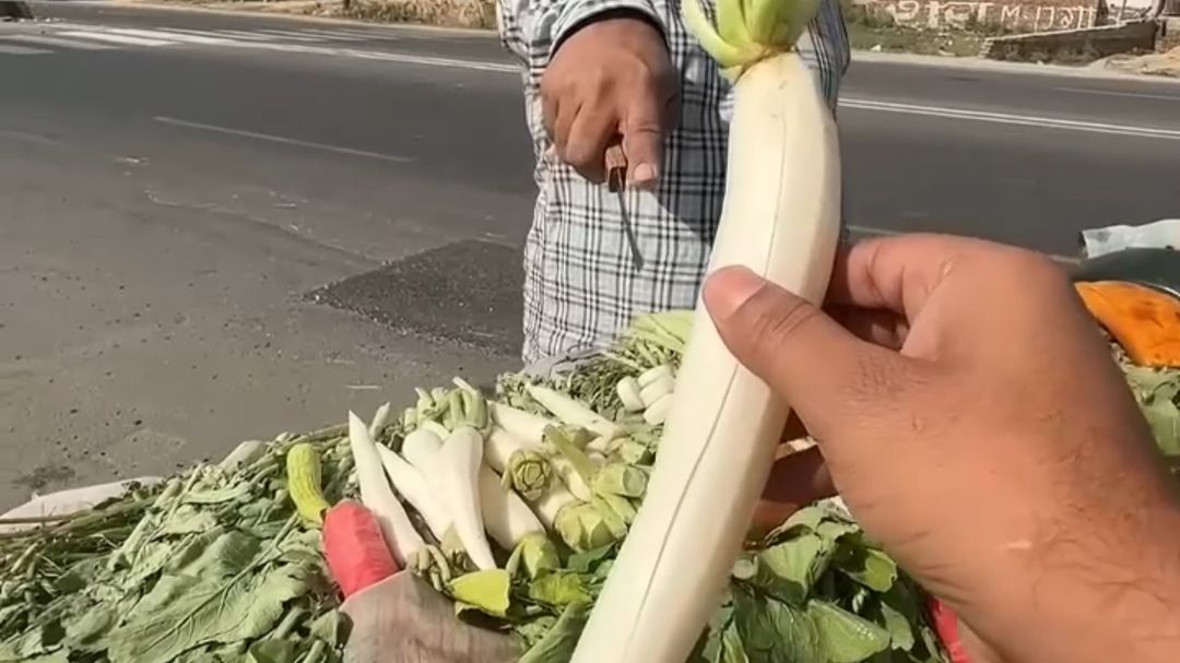 放下那根萝卜，我要弄伤你的鳞片了