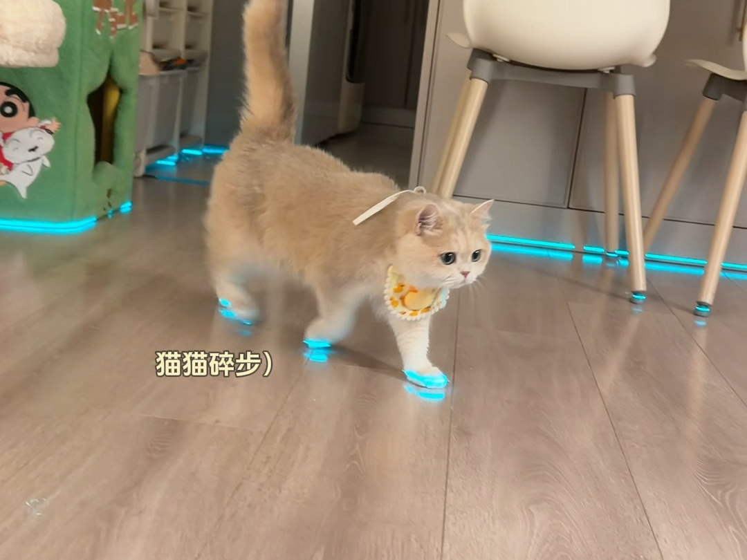 猫：我的新鞋夯爆了