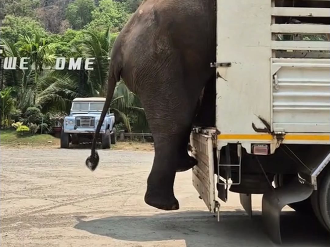 小心翼翼下车的大象：我只是大，又不是傻，怎么下来最安全我还是知道的！