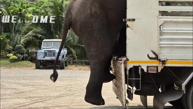 小心翼翼下车的大象：我只是大，又不是傻，怎么下来最安全我还是知道的！