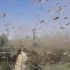 蝗虫过境（视频为俄罗斯遭受的蝗灾 ）