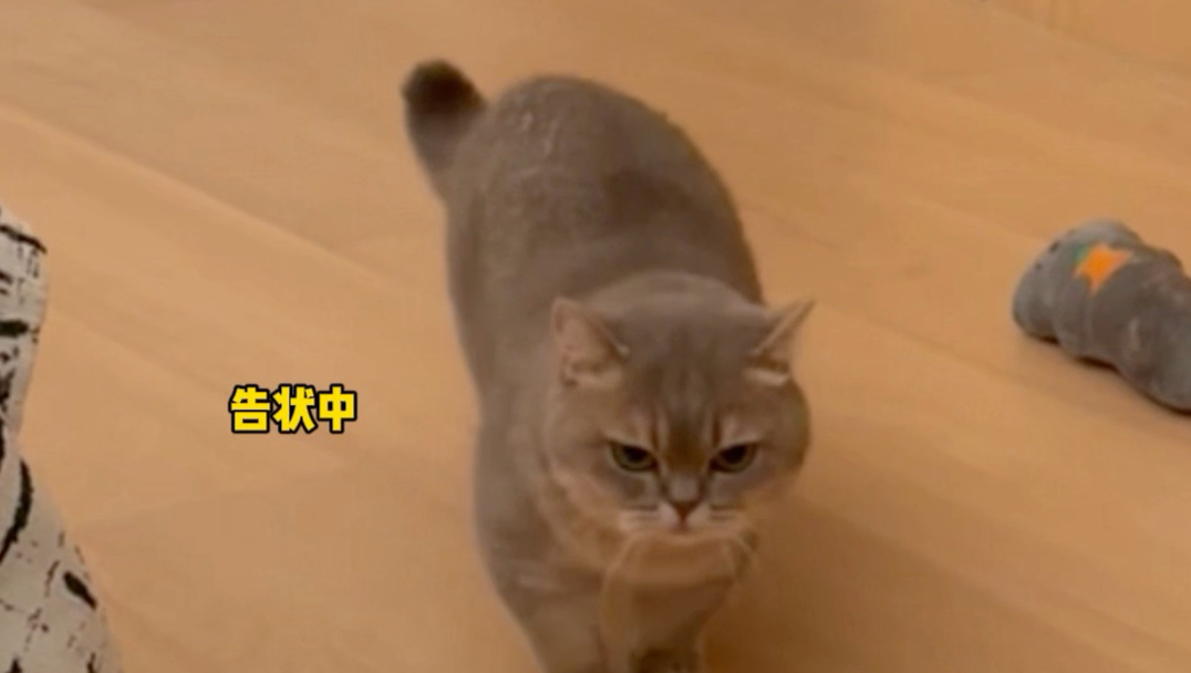 我妈妈根本不会养狗
