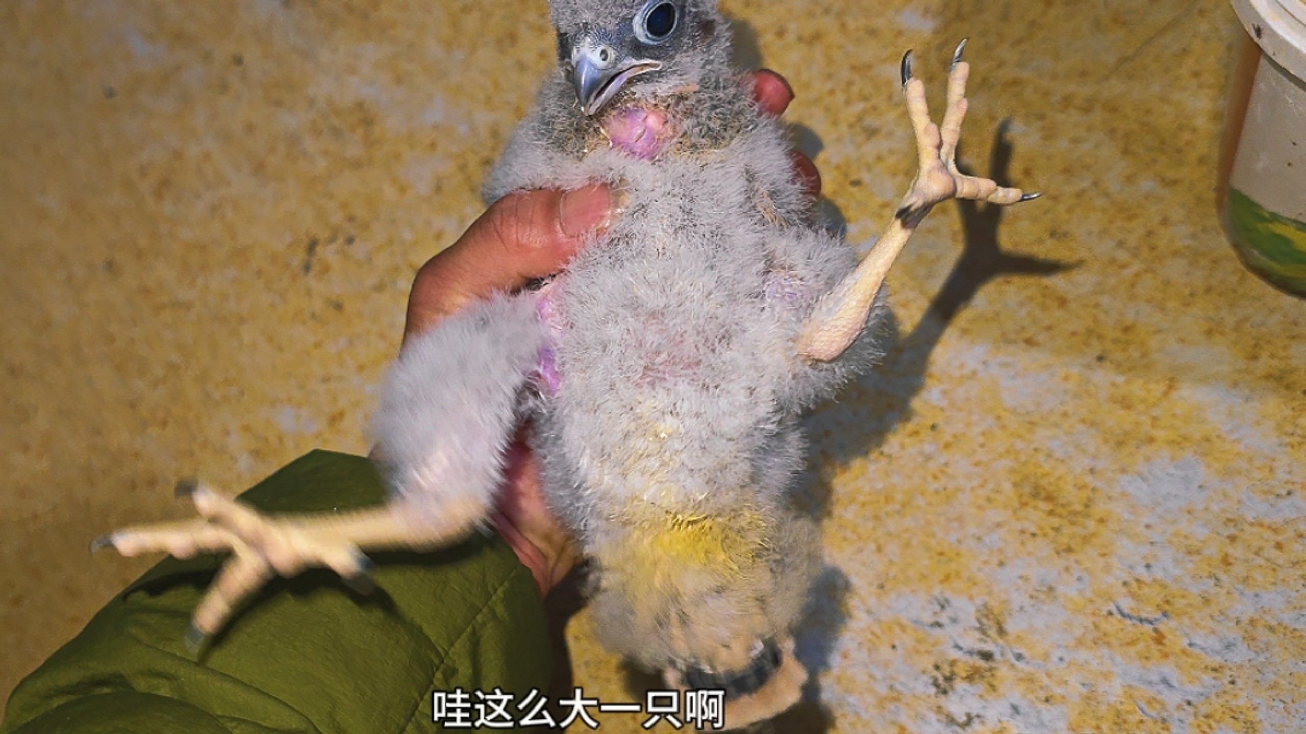 第一次见这么肥的红隼！！！