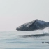 鲸鱼真的可以飞，实拍40吨重座头鲸鱼跃飞出水面的罕见景象 @柚子木字幕组