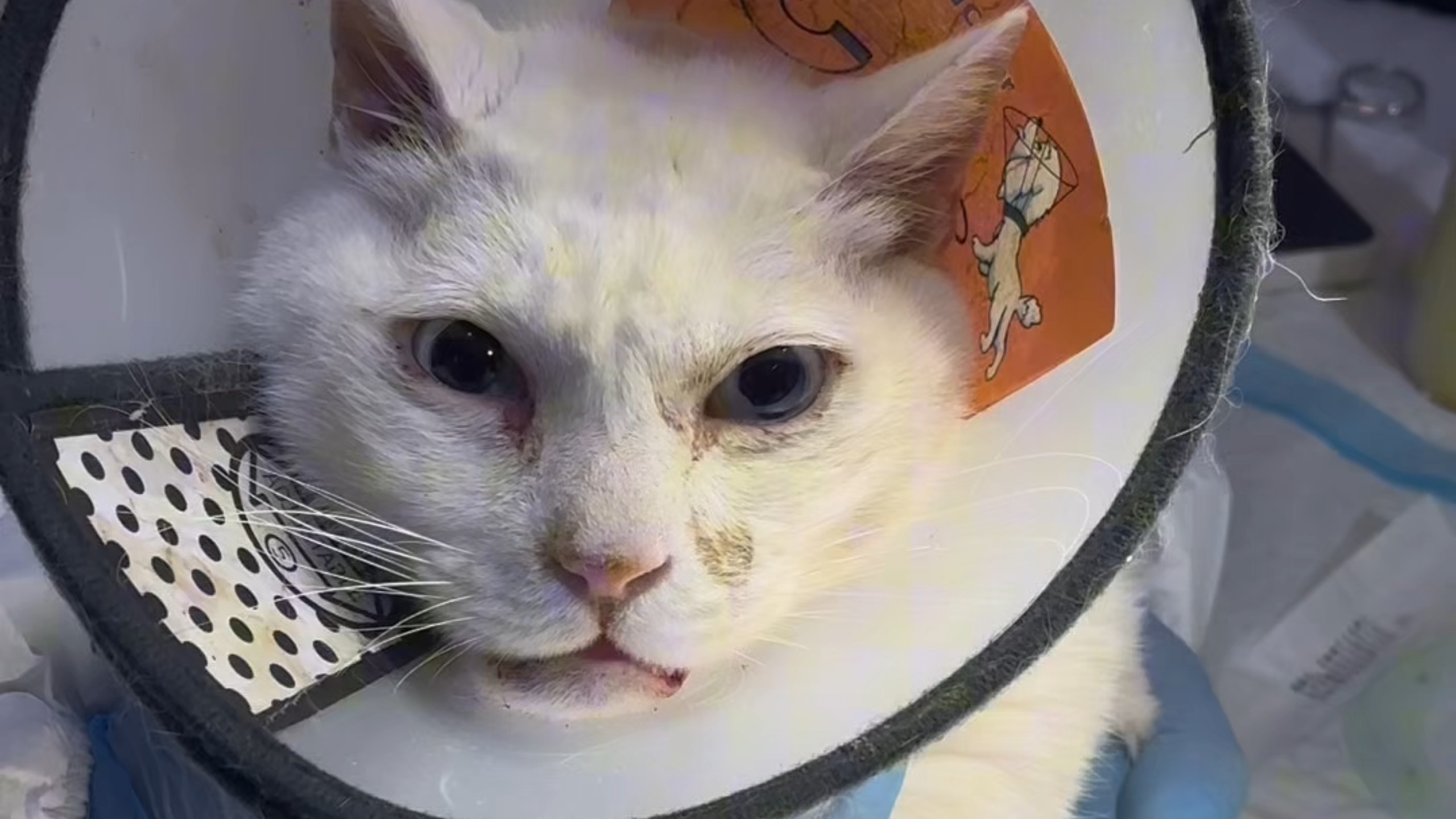 你丢掉养了九年的猫，它的天也塌了