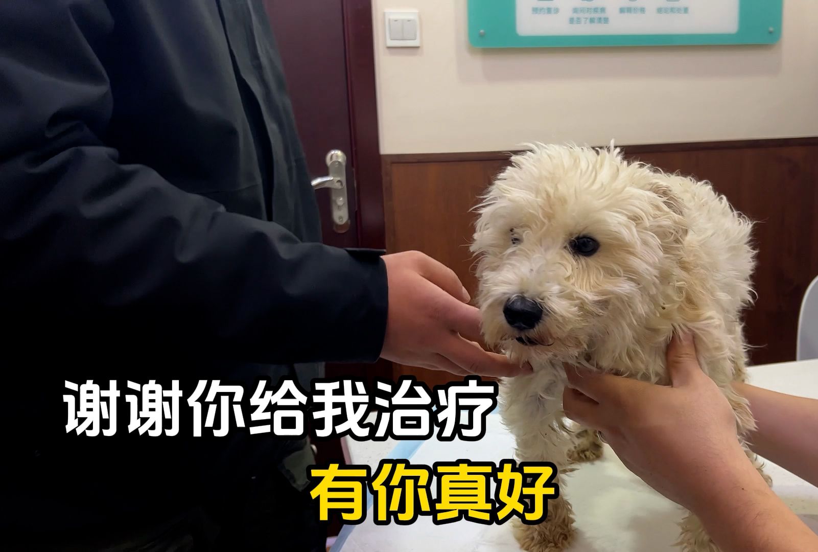 桥洞下救助的小狗，第一次来医院治疗，懂事的像个孩子