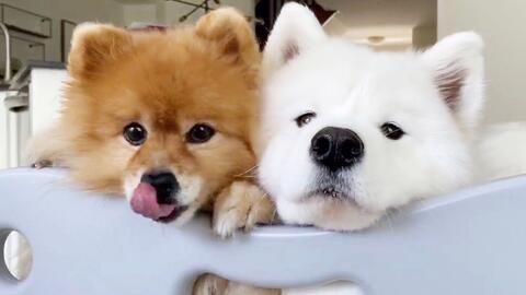 d0f31dd940b9882cfebbab8cbb440d1d963c9353.jpg@480w_270h_1c