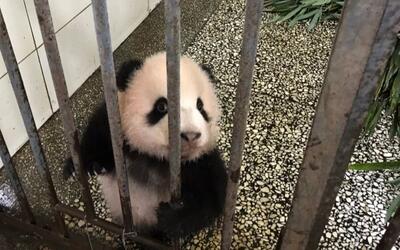 神烦的熊猫宝宝胖大海,麻麻喝水都要捣乱~~_动物圈_生活_哔哩哔哩