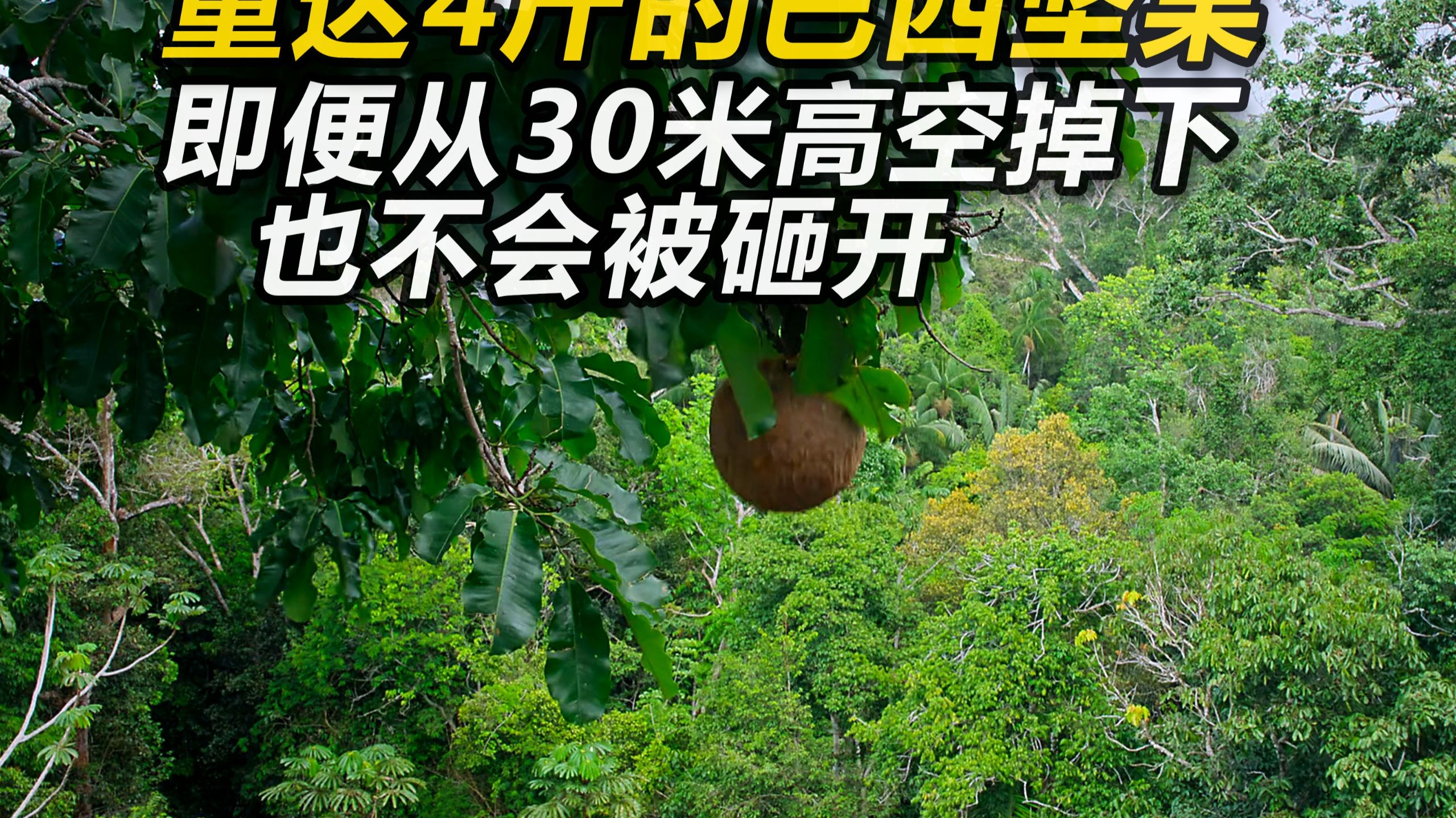 巴西坚果的繁衍为什么离不开刺豚鼠？