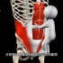 【3D解剖】了解腹部肌肉的构造（配音版）