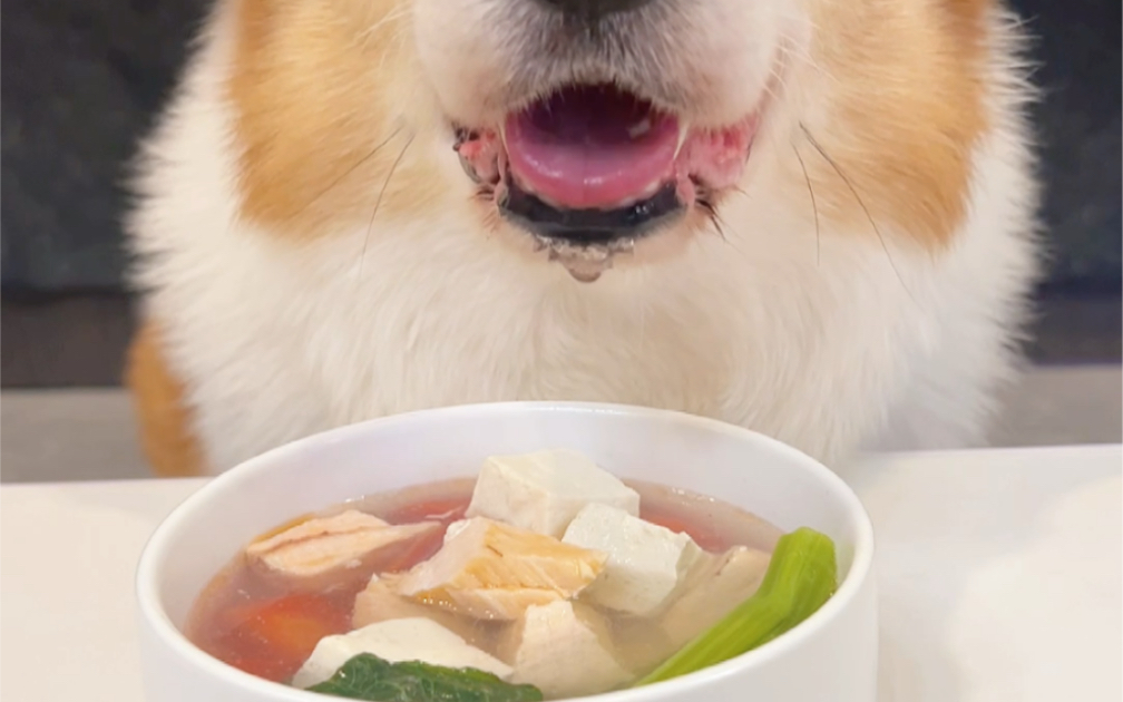 柯基犬和豆腐三文鱼汤
