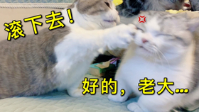 d10ab2acf5f123ec7d0e4b9e45e7d54b17636b0e.jpg@280w_158h_1c_100q.jpg