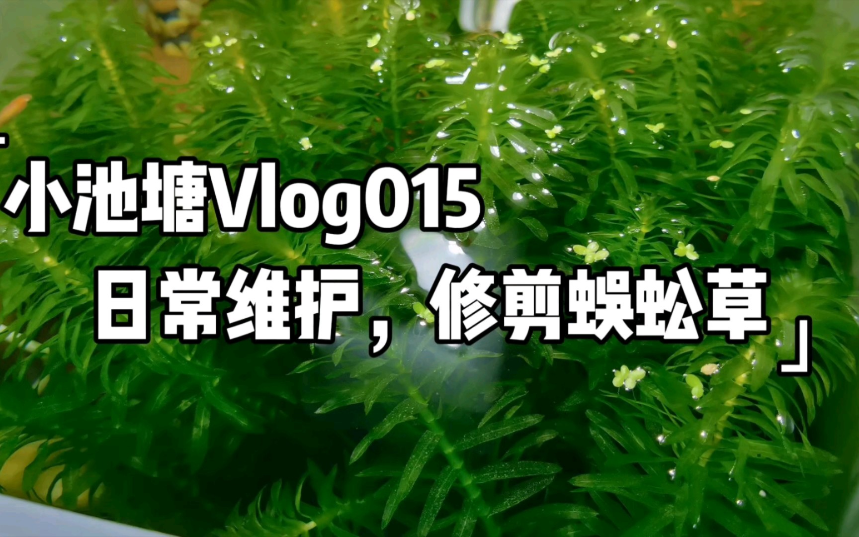 小池塘Vlog015 日常维护，修剪蜈蚣草