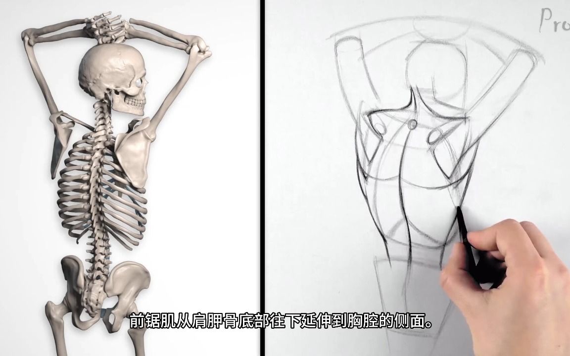 【艺用人体解剖】Proko（全集中字）3-4.5:构建肩部肌肉
