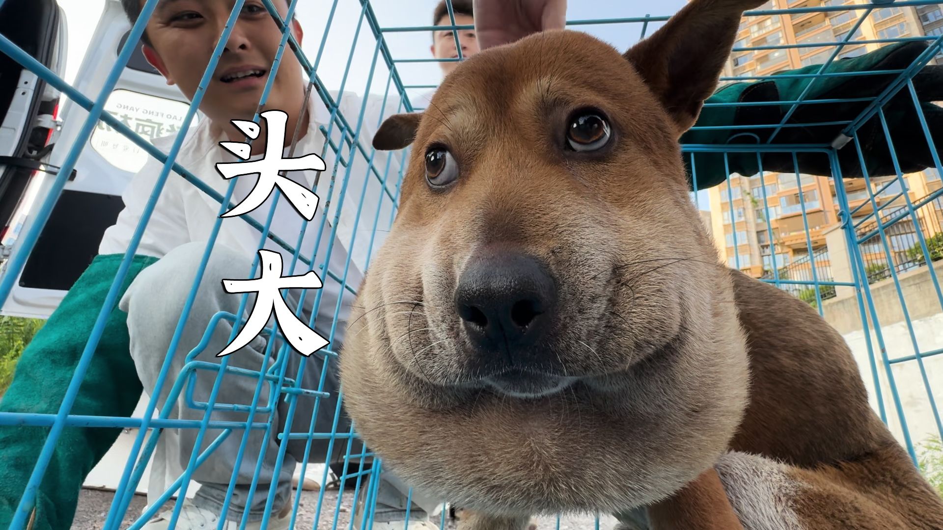 一阵心疼，一阵萌...