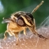 可爱的食蚜蝇居然会整活