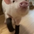 猪猪:妈穿上袜子我我都走不利索了