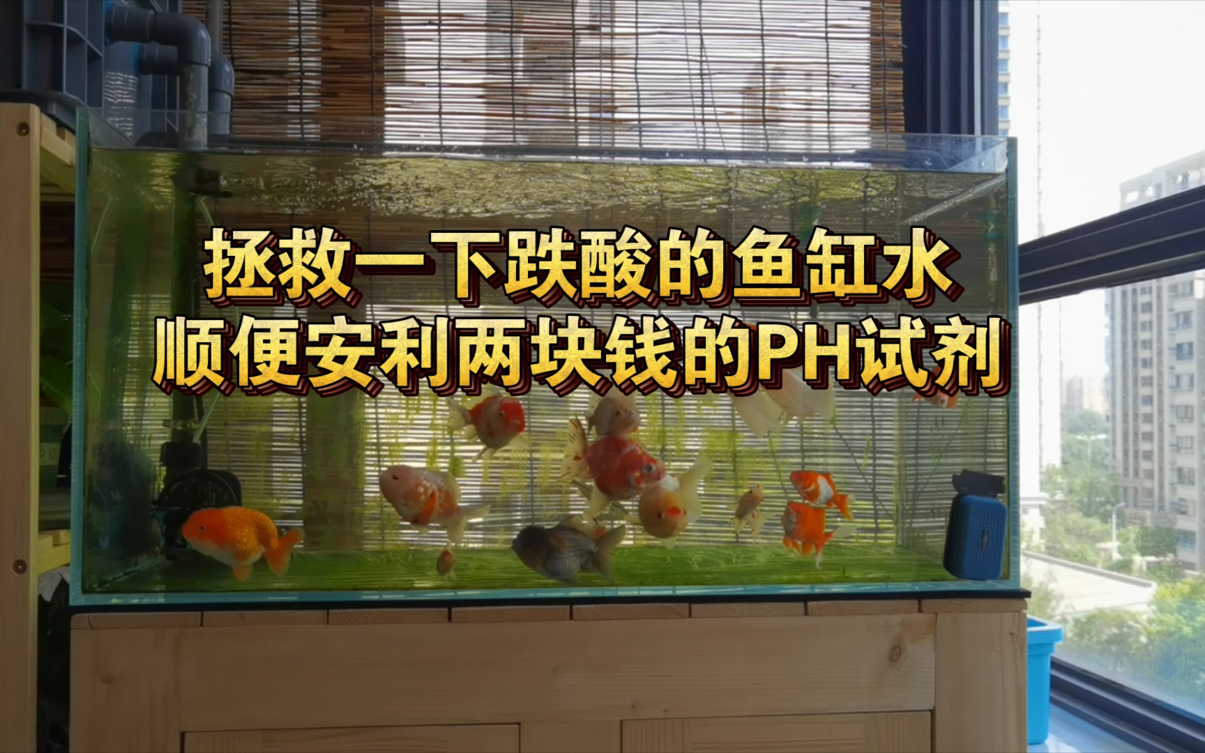 【水族】我的鱼缸水开始跌酸了，超市买袋两块钱的小苏打拯救一下