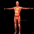 3d人体骨骼肌肉解剖与组装 3d人体解剖app