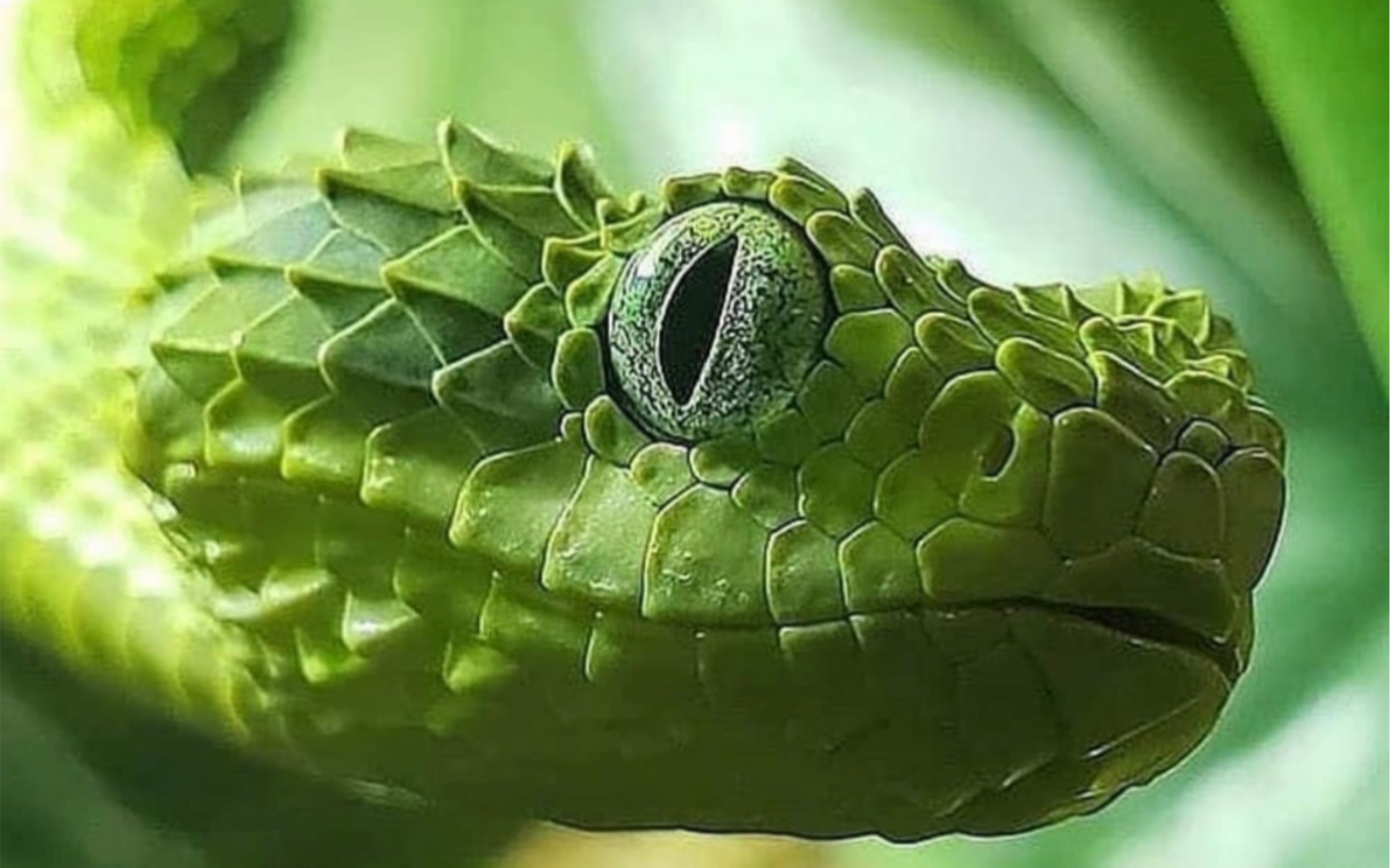 世界上最像龙的一种蛇－－树蝰蛇_鳞片_小龙_种类