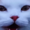萌猫宝哥哥