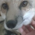 【赤狐】撸一只德牧带大的小狐狸，乖巧，可爱