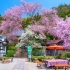 【4K风景】奈良樱花绝景