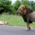 曼提马勒雄狮探望母狮和幼崽