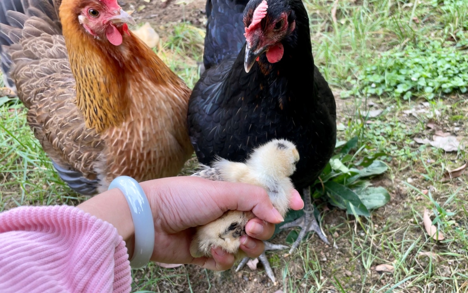 抓住一只小鸡，鸡妈妈想打另外一只母鸡，这就叫借鸡打鸡
