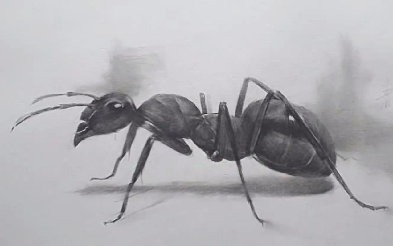 活动作品素描昆虫篇蚂蚁雅黑1