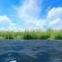 湖边河边芦苇荡水鸟飞翔,视频素材,素材网,视频素材下载