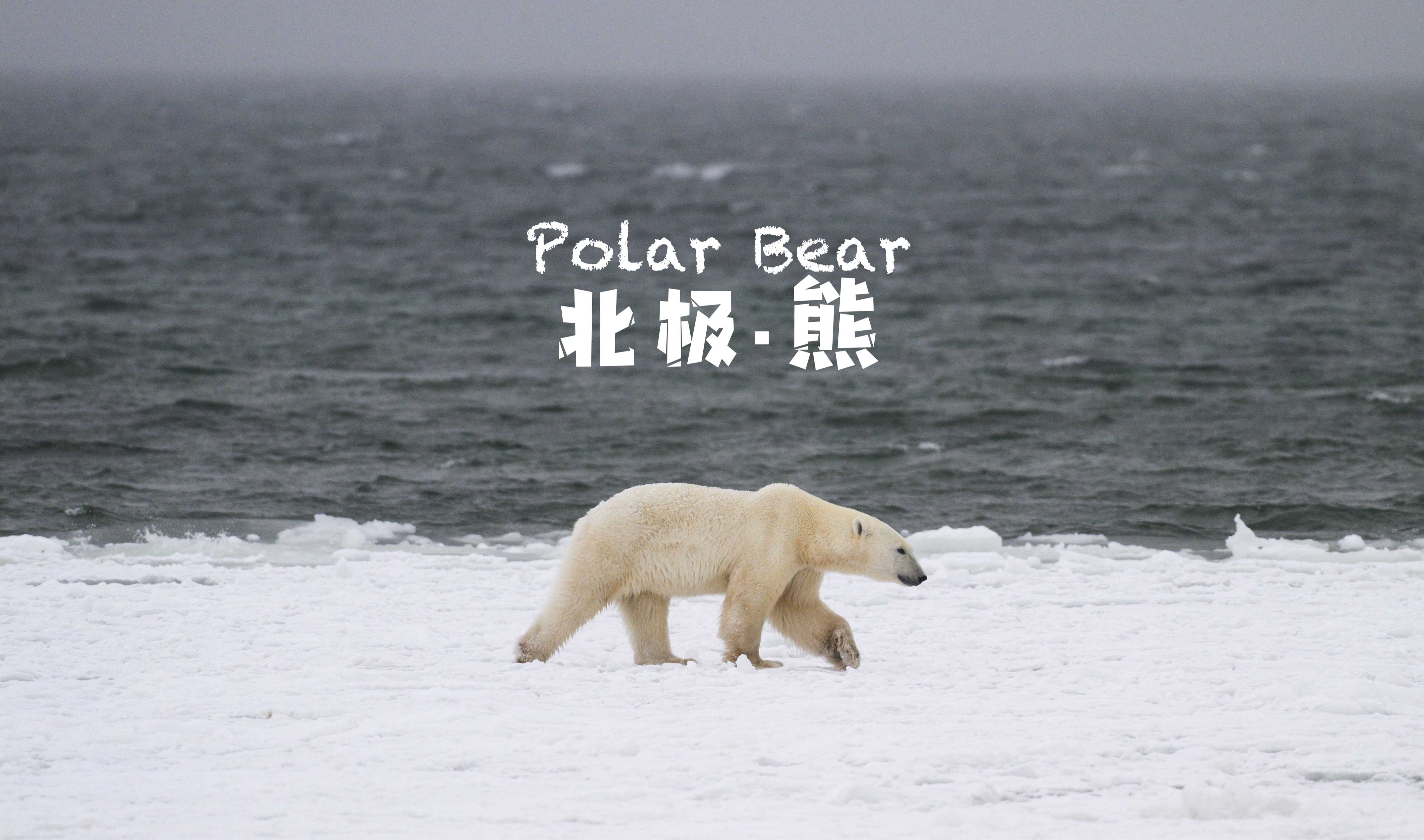 当摄影师遇到北极熊，是先跑路 还是再拍一张？｜加拿大丘吉尔｜4K杜比视界 HDR