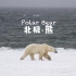 当摄影师遇到北极熊，是先跑路 还是再拍一张？
