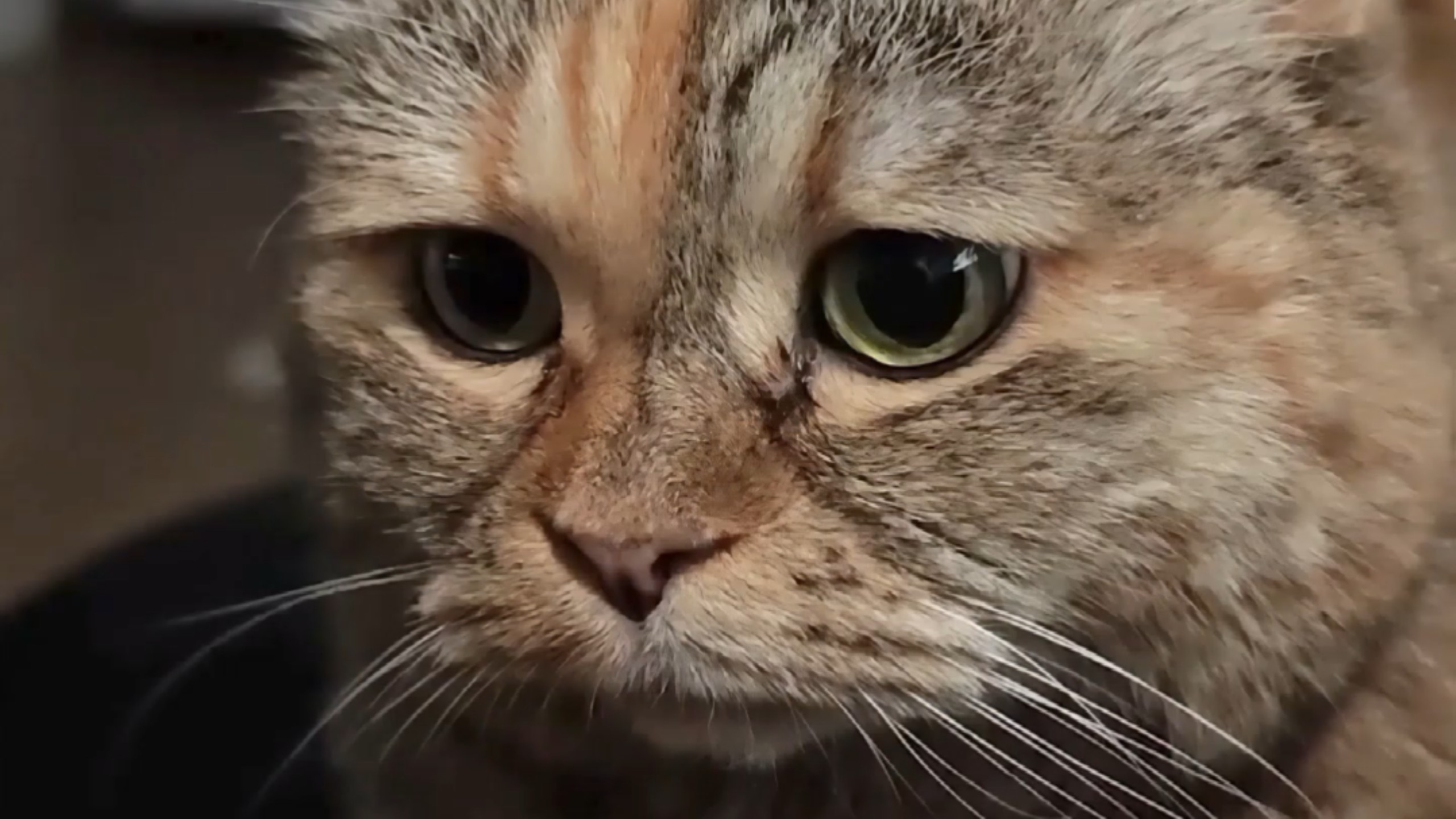 委屈脸小猫是笨蛋？