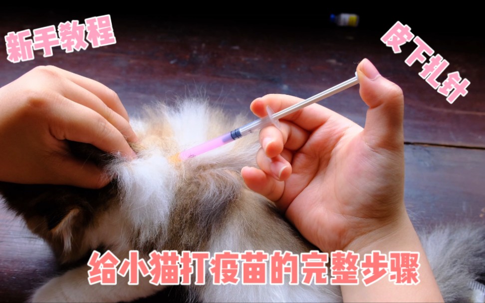 新手教程｜给小猫打疫苗的完整步骤｜皮下扎针很简单哦，学会就可以自己给小猫打针辣！