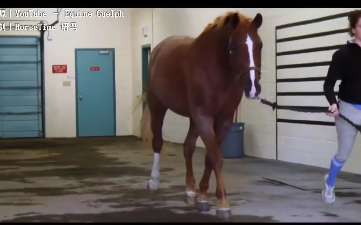 【Lameness Lab】跛行案例4