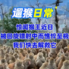 遛猴系列:猴王近日深受回旋镖困扰，猴子猴孙们纷纷解救