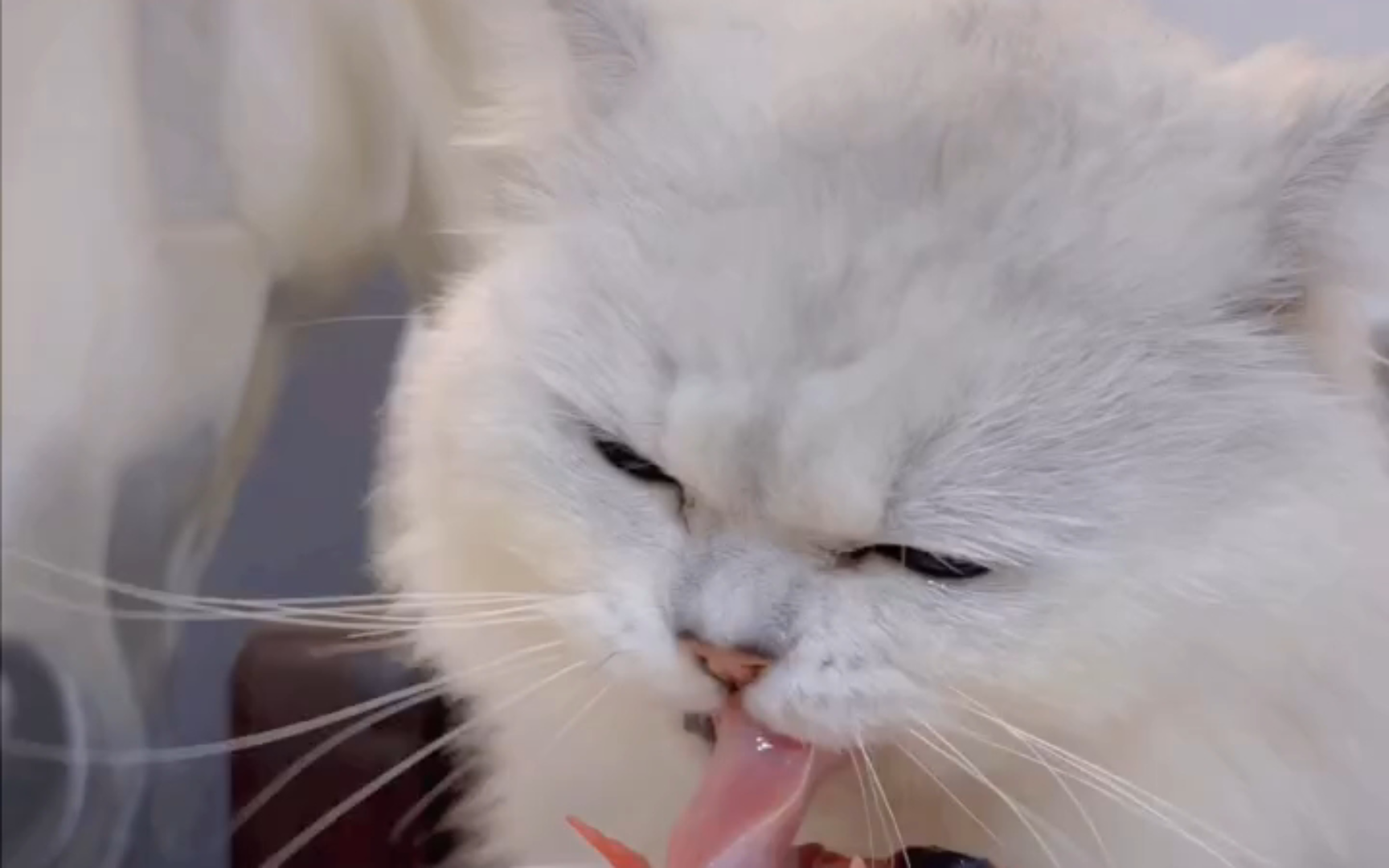 【橘猫】沉浸式喂猫猫吃饭