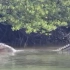 ［拍摄最大鳄鱼］安达曼-尼科巴群島的巨型湾鳄