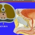 71.前列腺——系统解剖学、局部解剖学——这一套就够了