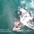 俄罗斯勘察加半岛海域虎鲸群团队合作捕猎小须鲸