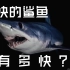 【灰鲭鲨】速度最快的鲨鱼如今竟然濒临灭绝？