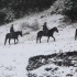 雪域边关，边防官兵骑军马踏雪巡逻