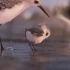 超级治愈的小鹬鸟，奥斯卡最佳动画短片