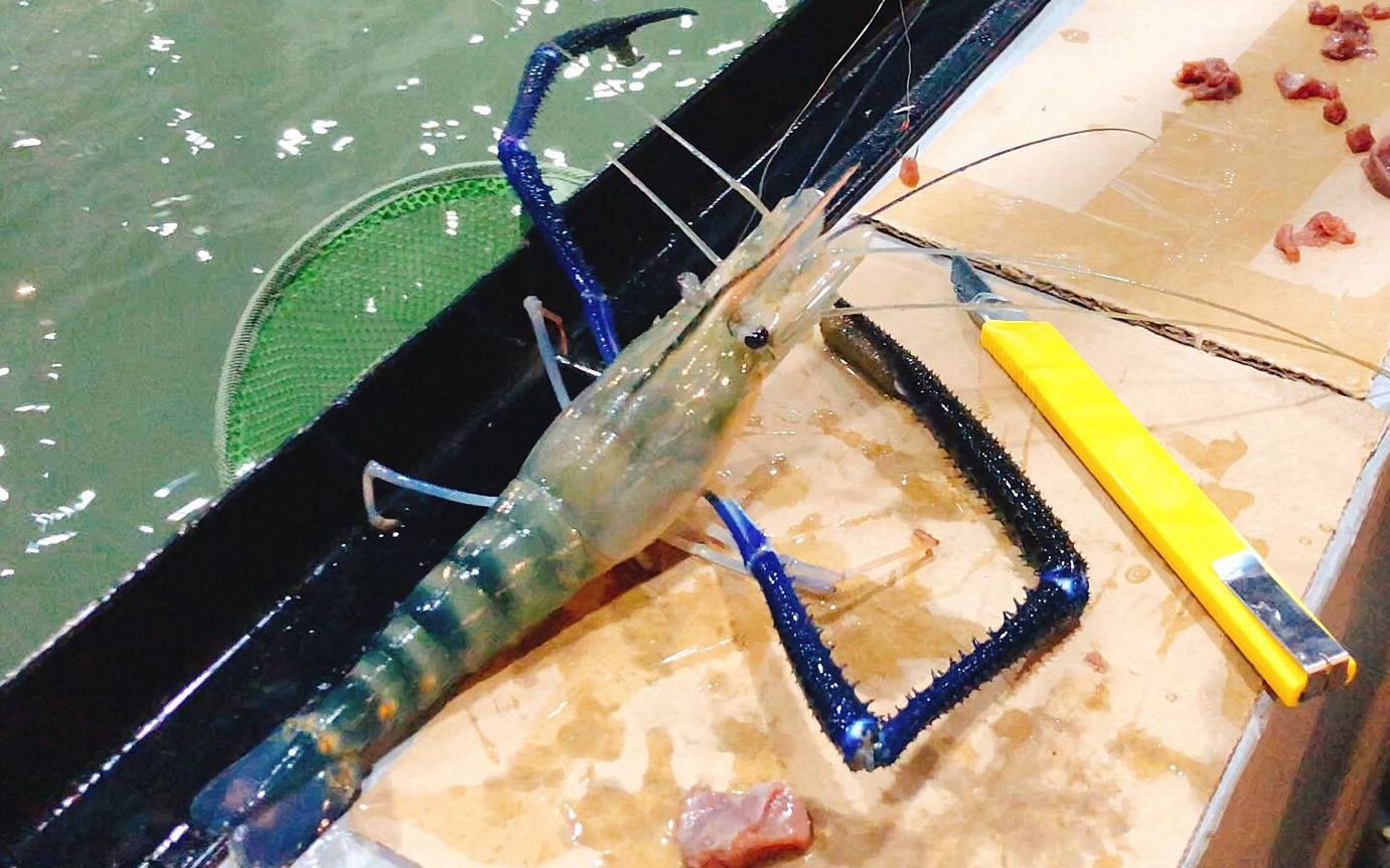 湄公河钓虾，半斤重的罗氏虾一杆一个是什么样的体验-天元-邓刚-天元-邓刚-哔哩哔哩视频