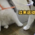 为什么用肌肉猫帮胖猫减肥会失败！？