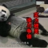 【中英双字】熊猫学堂：国家动物园训练熊猫大法 国家地理