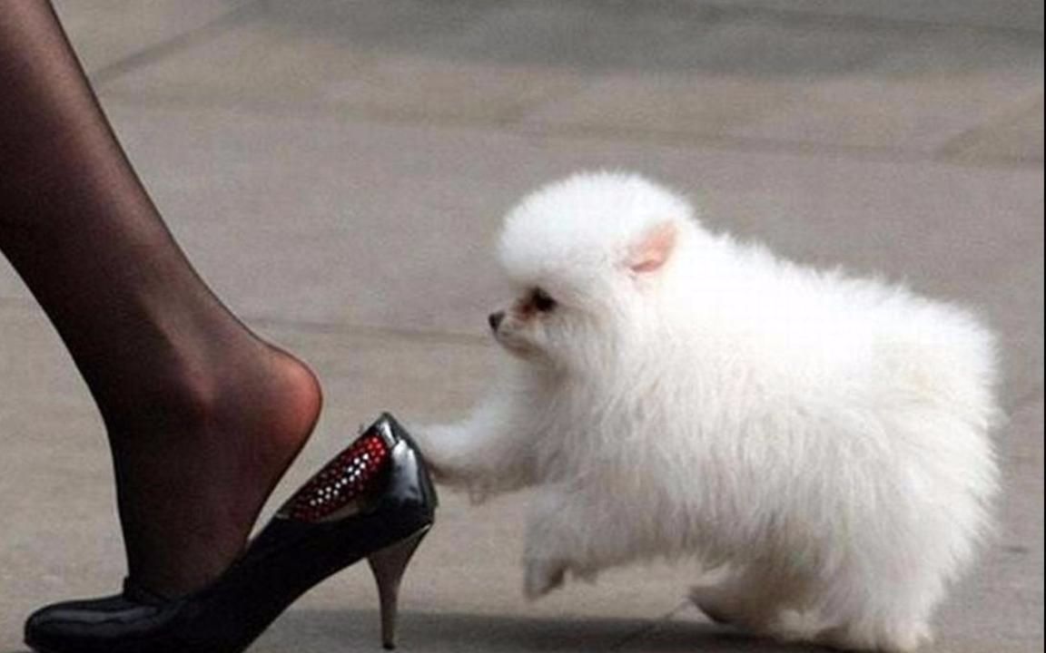 超搞笑萌宠视频_哔哩哔哩(゜-゜)つロ干杯~-bi