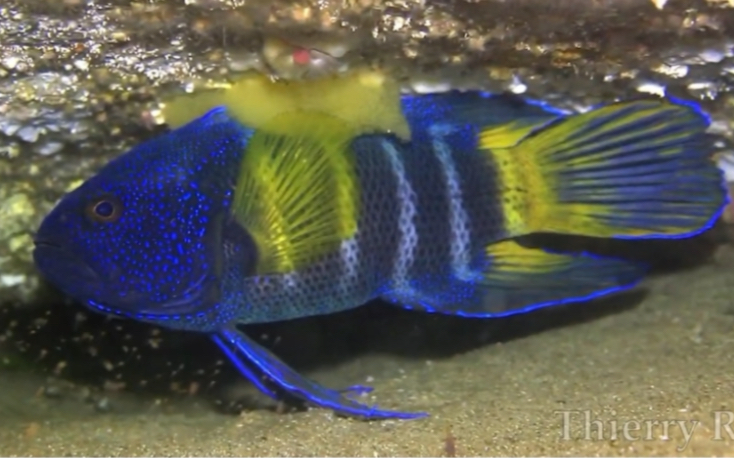 尽职照看鱼卵中的布氏副鮗 Paraplesiops bleekeri